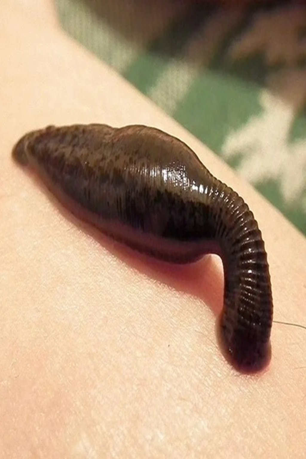 Leech sucking blood